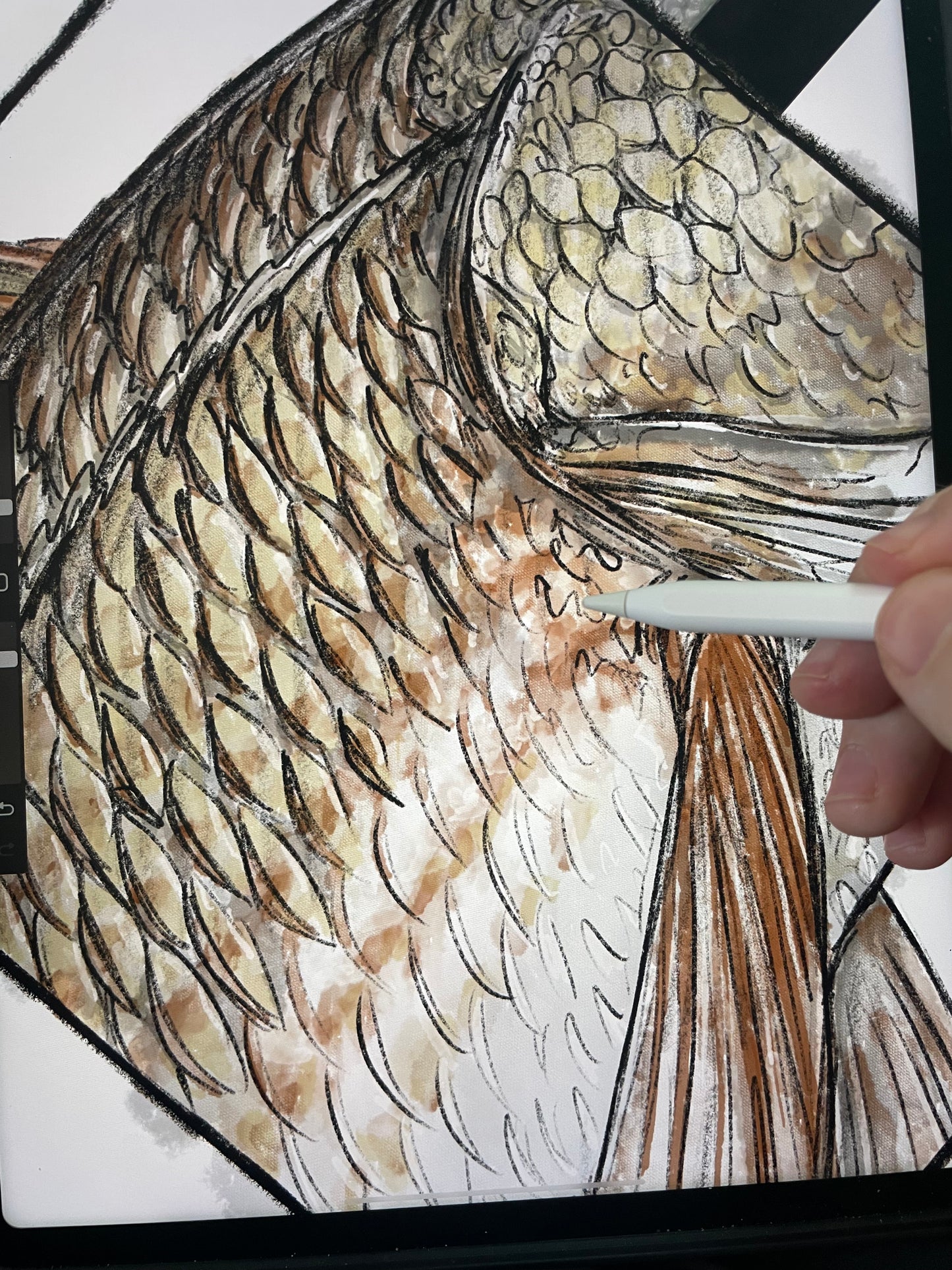 Redfish Closeup Print Ed. of 100 (Frame not included)