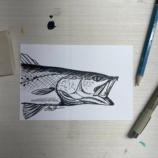 Original 4"x6" Sea Trout Sketch by Jay Talbot