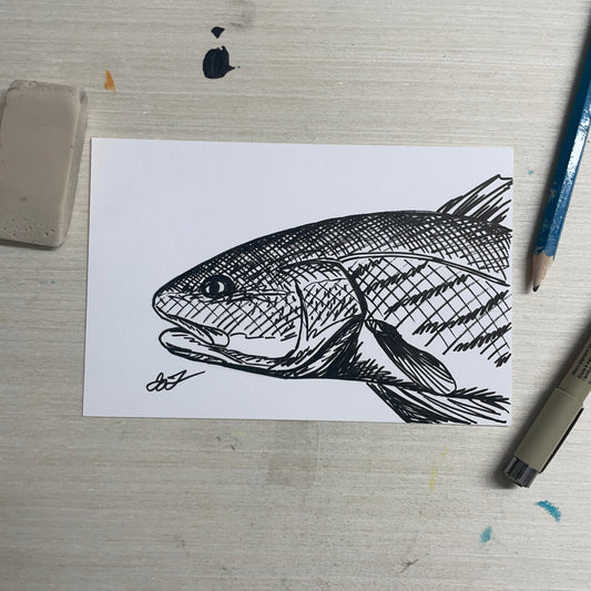 Original 4"x6" Redfish Sketch by Jay Talbot
