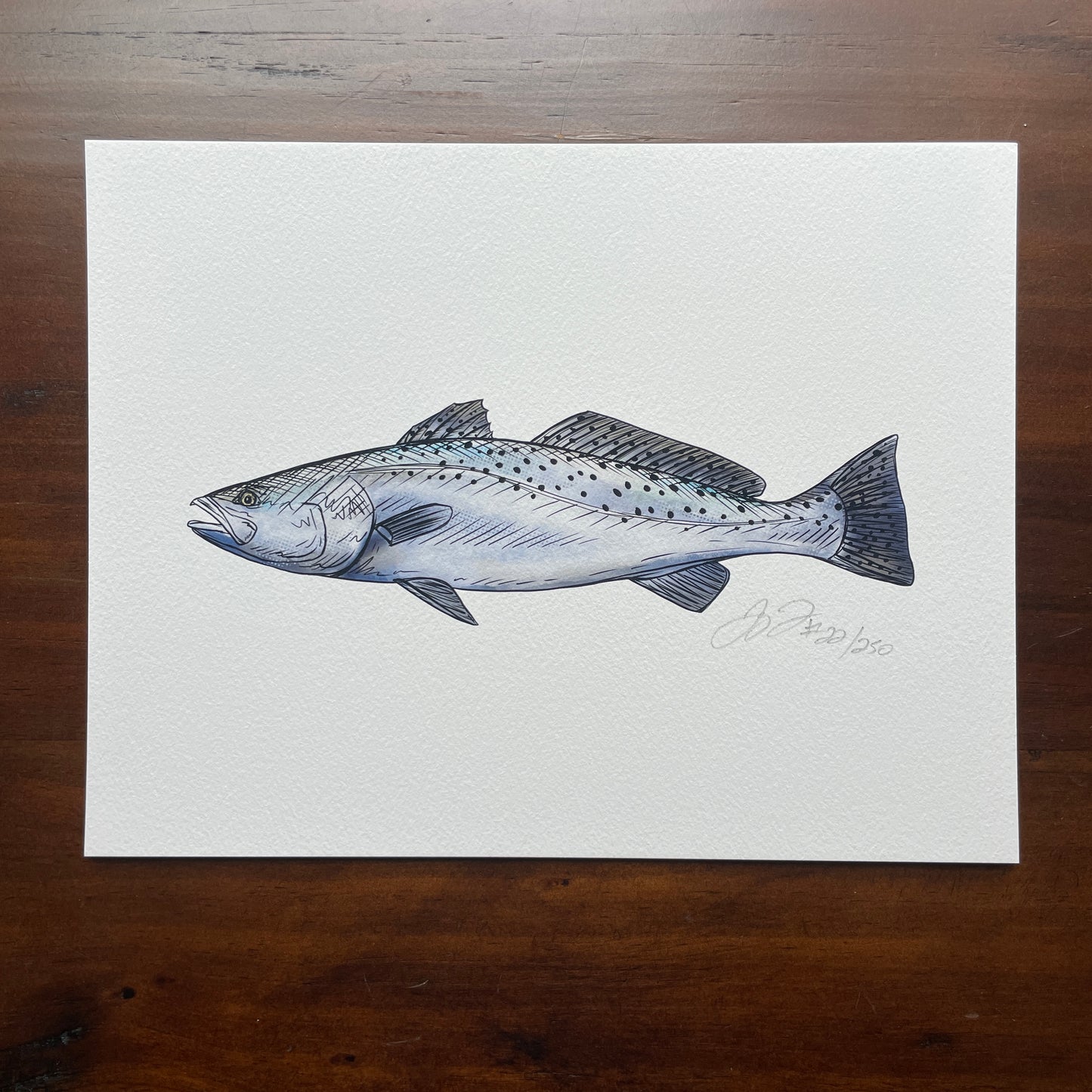 Sea Trout Print