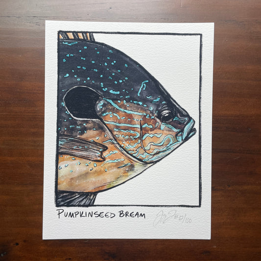 Pumpkinseed Bream Closeup Print Ed. of 100 (Frame not included)