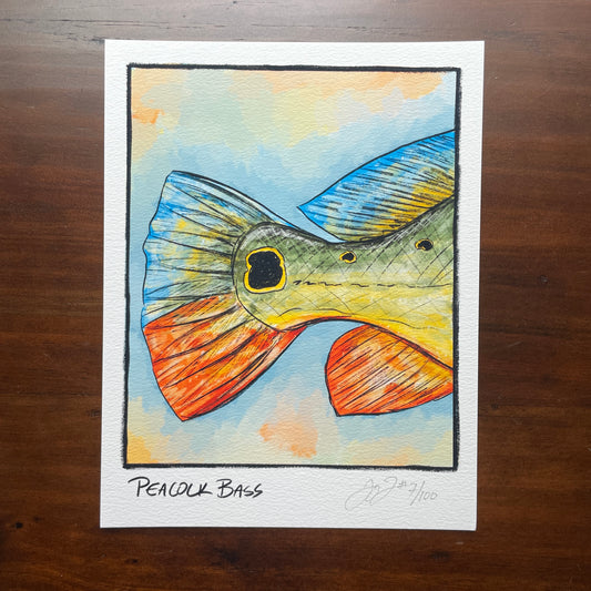 Peacock Bass Closeup Print Ed. of 100 (Frame not included)