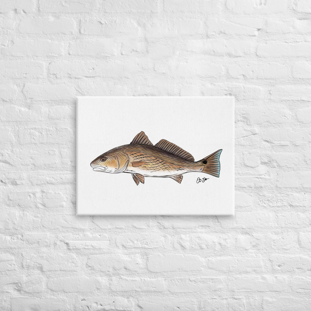 Redfish Canvas Print - Jaybo Art