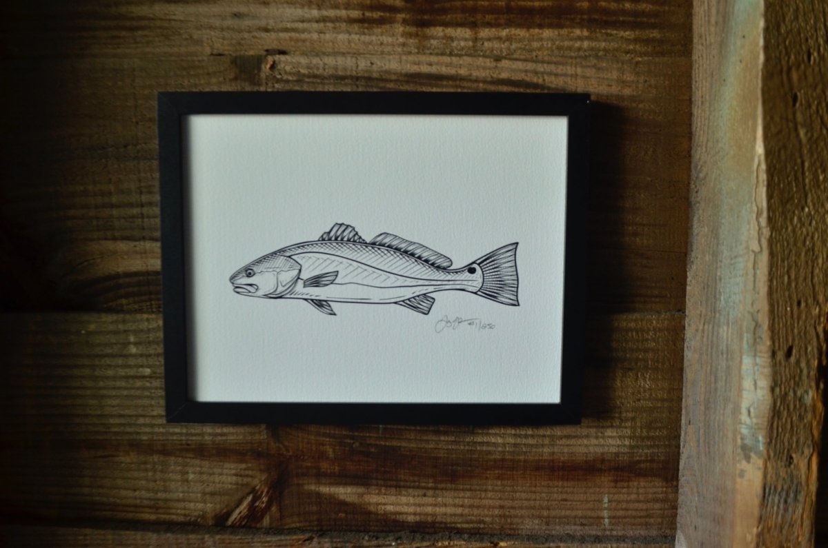 Redfish Sketch Print (Frame not included) - Jaybo Art