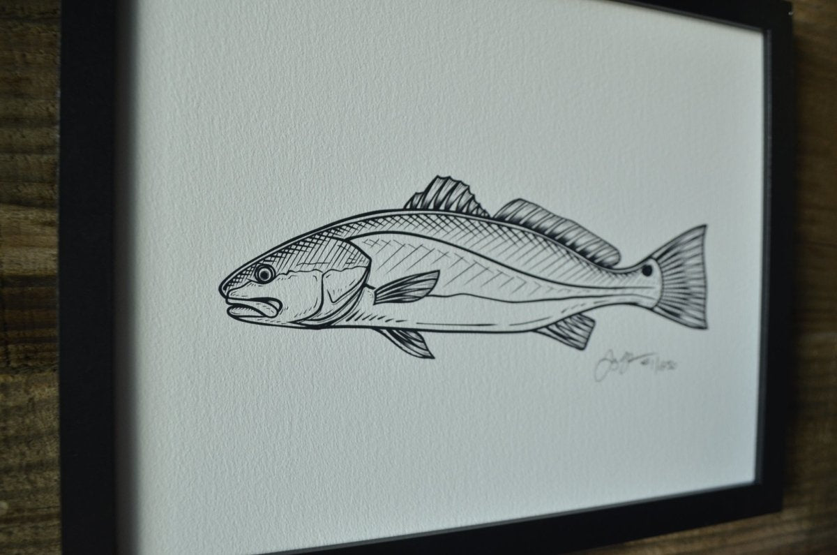 Redfish Sketch Print (Frame not included) - Jaybo Art